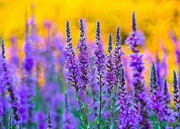 《十字军之王3》DLC“皇家宫廷”预告片介绍宝物＆事件