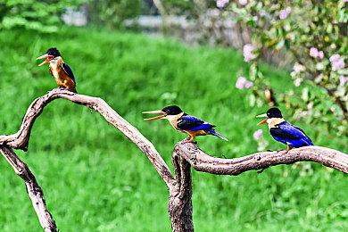 网易雷火从良做单机？古剑教父工长君新作《剑心雕龙》官宣